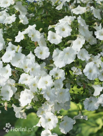 Supertunia Vista 'Snowdrift'
