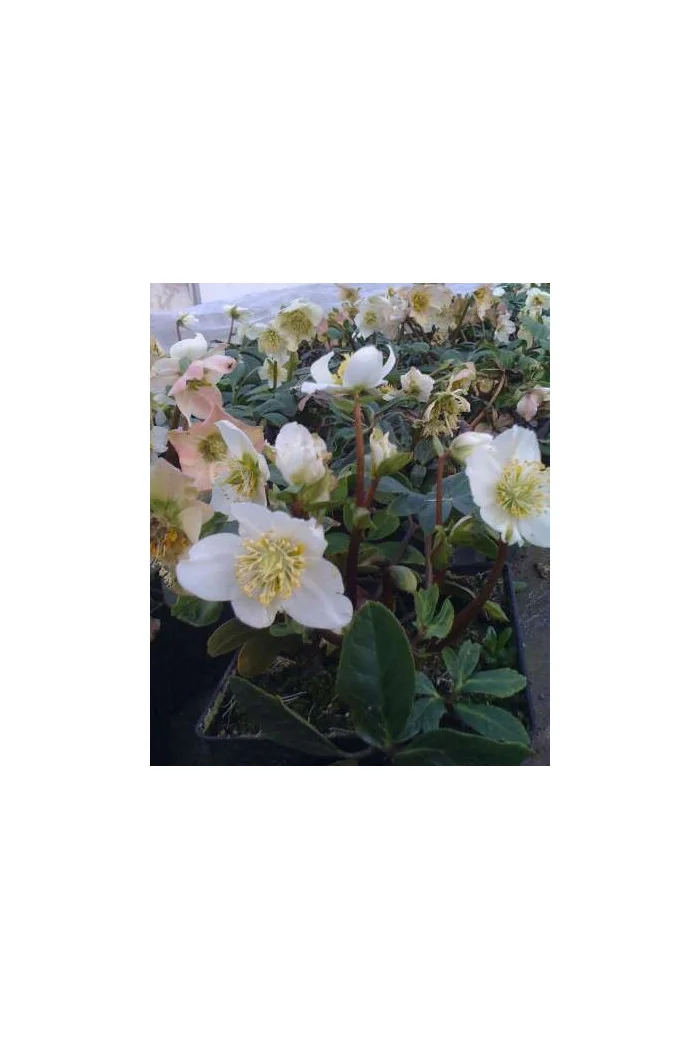Ciemiernik biały 'Christmas Carol' Helleborus niger