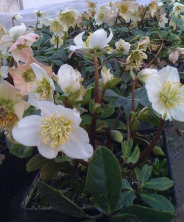 Ciemiernik biały 'Christmas Carol' Helleborus niger