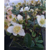 Ciemiernik biały 'Christmas Carol' Helleborus niger