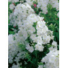 Floks wiechowaty 'Fujiyama' Phlox panniculata