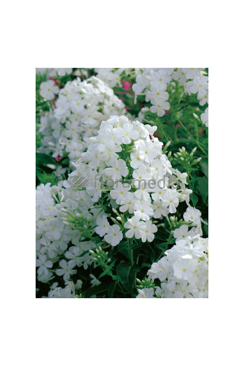 Floks wiechowaty 'Fujiyama' Phlox panniculata