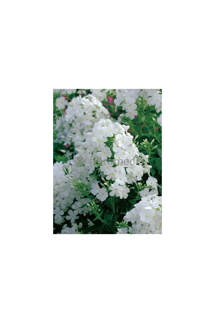 Floks wiechowaty 'Fujiyama' Phlox panniculata