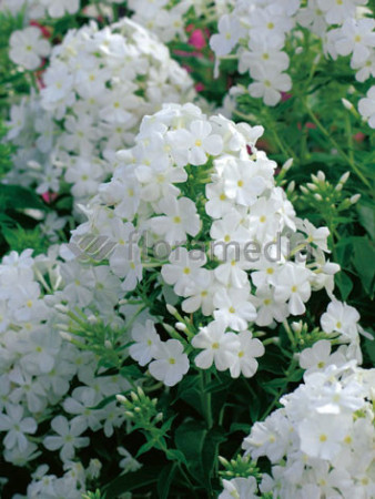 Floks wiechowaty 'Fujiyama' Phlox panniculata