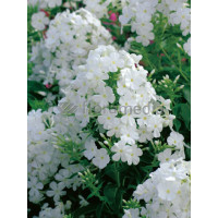 Floks wiechowaty 'Fujiyama' Phlox panniculata