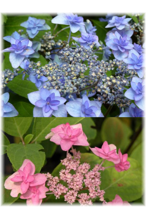Hortensja ogrodowa Hydrangea macrophylla