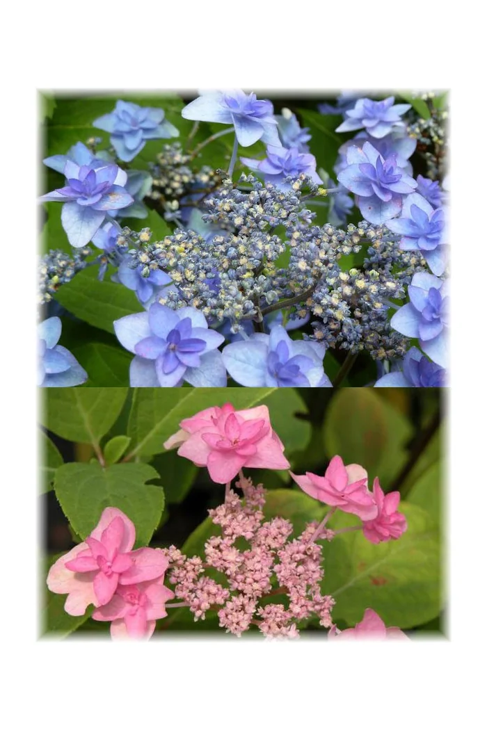 Hortensja ogrodowa Hydrangea macrophylla