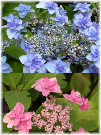 Hortensja ogrodowa Hydrangea macrophylla