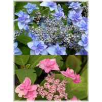 Hortensja ogrodowa Hydrangea macrophylla