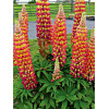 Łubin 'Gladiator' Lupinus