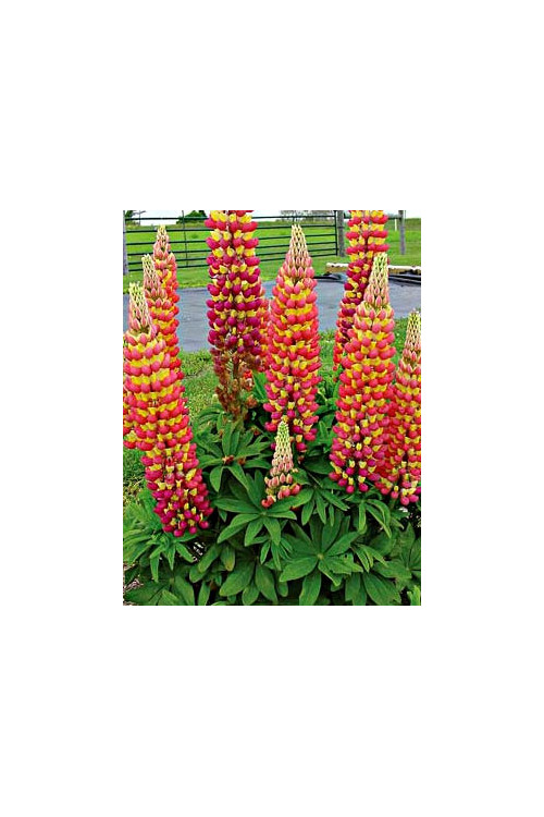 Łubin 'Gladiator' Lupinus