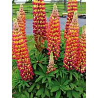 Łubin 'Gladiator' Lupinus