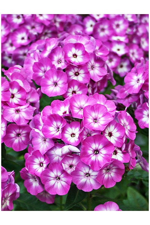 Floks wiechowaty 'Flame Purple Eye' | Phlox panniculata