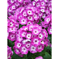Floks wiechowaty 'Flame Purple Eye' | Phlox panniculata