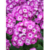 Floks wiechowaty 'Famous Purple with Eye ' | Phlox panniculata