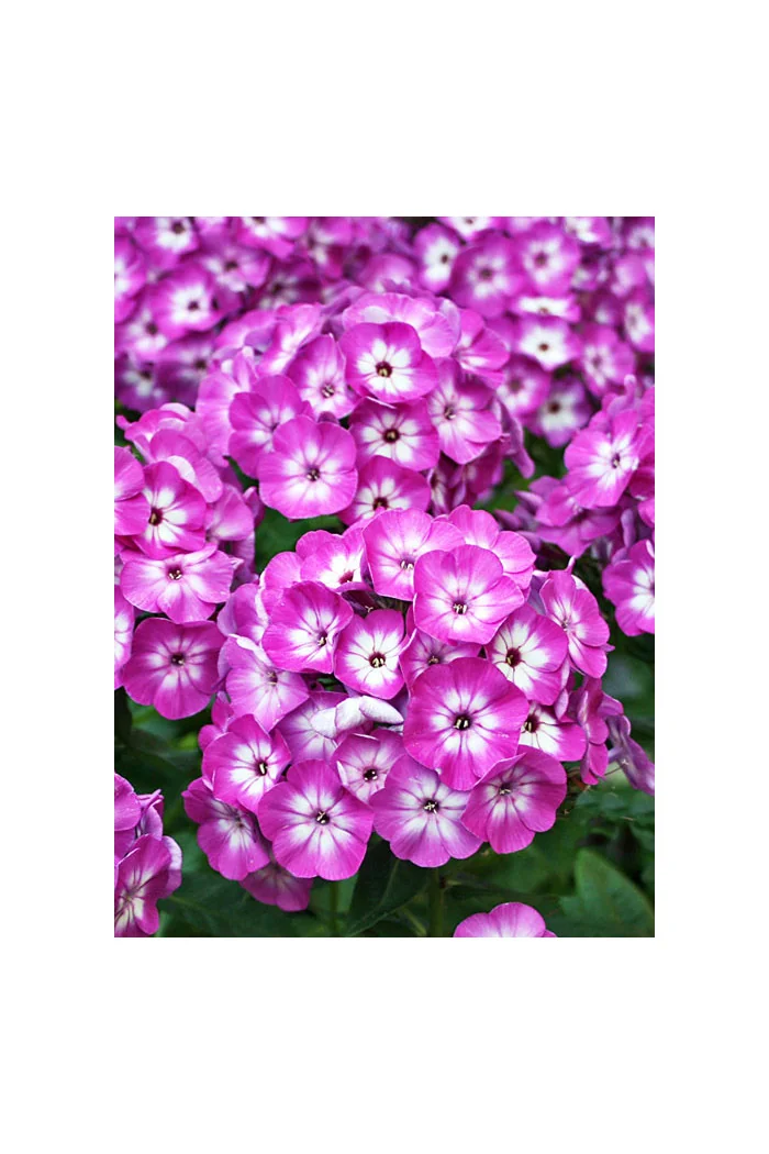 Floks wiechowaty 'Famous Purple with Eye ' | Phlox panniculata