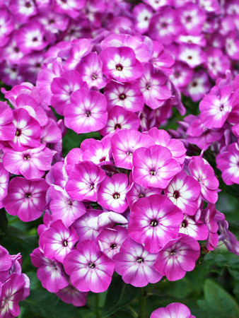 Floks wiechowaty 'Famous Purple with Eye ' | Phlox panniculata