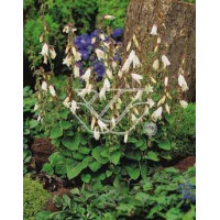 Dzwonek czosnaczkowaty Campanula alliariifolia