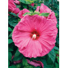 Hibiskus 'Jazzberry Jam' Hibiscus