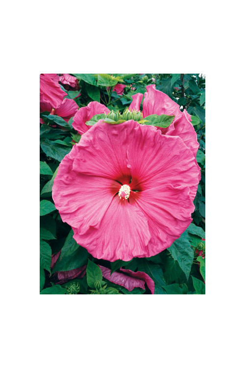 Hibiskus 'Jazzberry Jam' Hibiscus