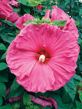 Hibiskus 'Jazzberry Jam' Hibiscus