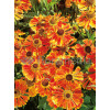 Dzielżan ogrodowy 'Waltraud' Helenium