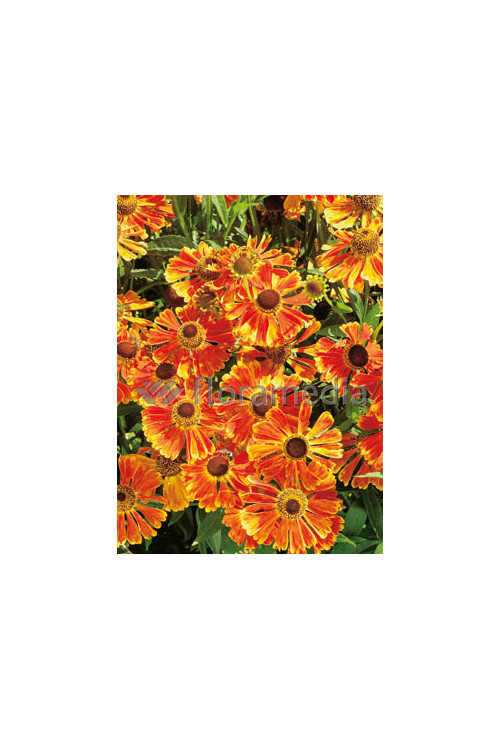 Dzielżan ogrodowy 'Waltraud' Helenium