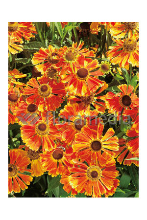 Dzielżan ogrodowy 'Waltraud' Helenium