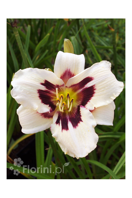 liliowiec, hemerocallis