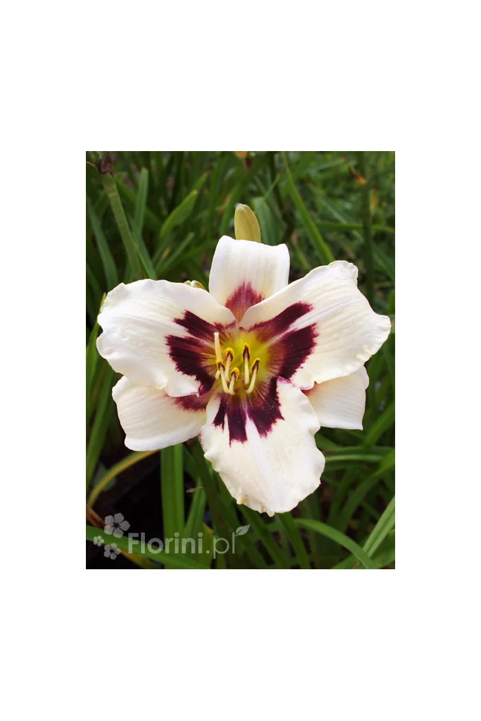 liliowiec, hemerocallis