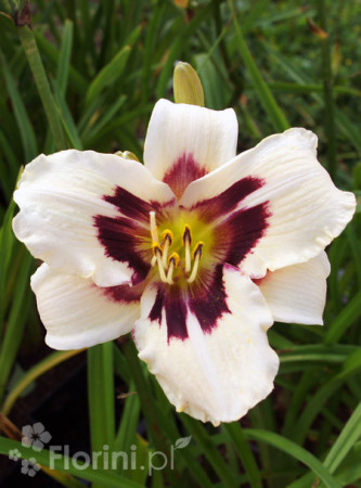 liliowiec, hemerocallis
