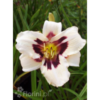 liliowiec, hemerocallis