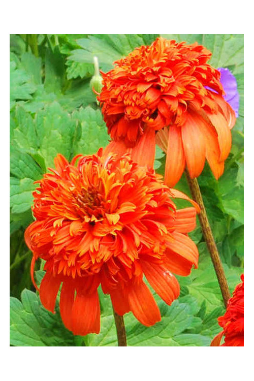 Jeżówka 'Secret Lust' Echinacea