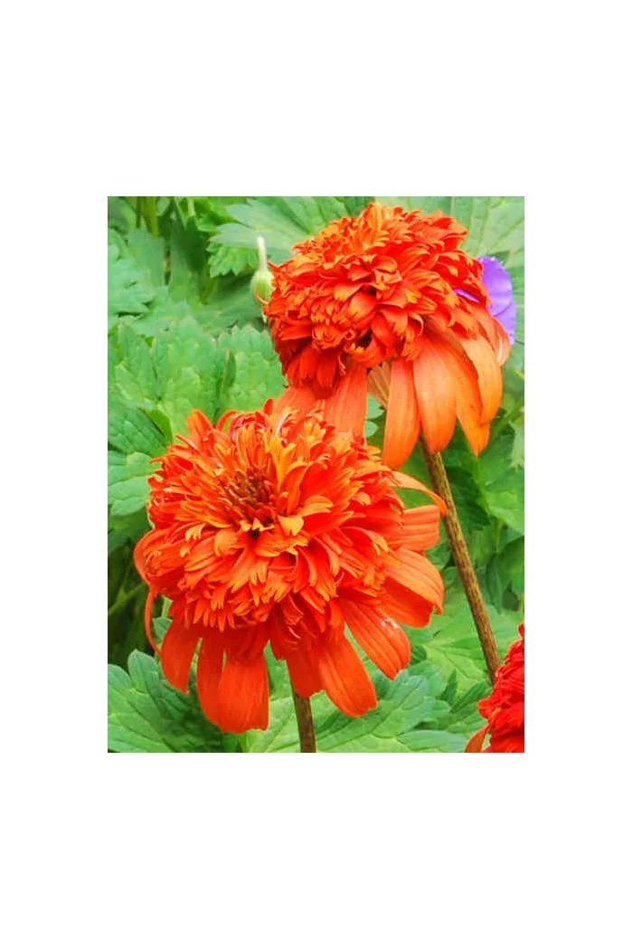 Jeżówka 'Secret Lust' Echinacea