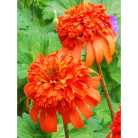 Jeżówka 'Secret Lust' Echinacea