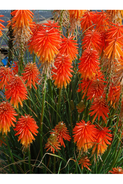 trytoma, trytoma Papaya Popscide, Kniphofia