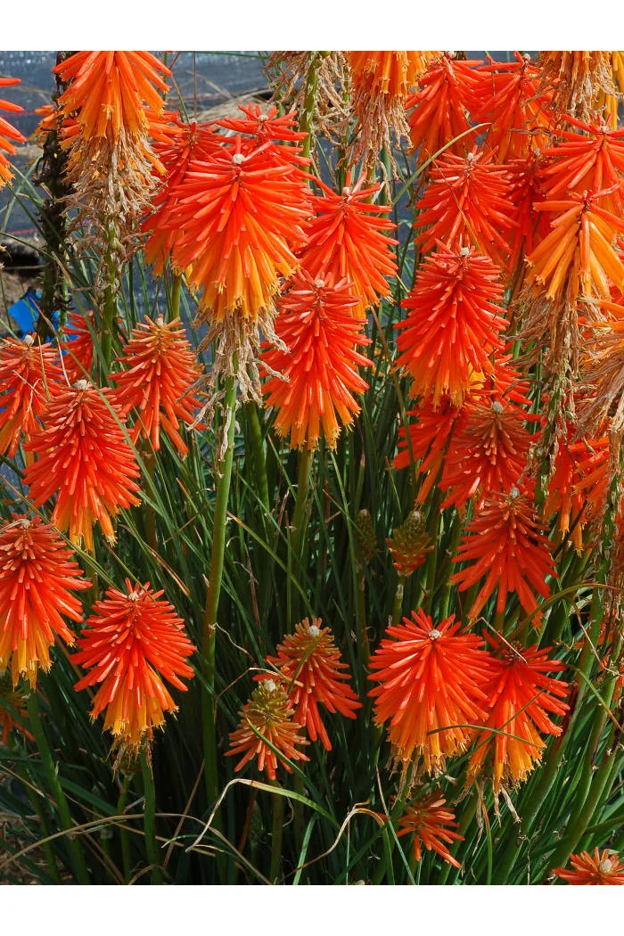 trytoma, trytoma Papaya Popscide, Kniphofia