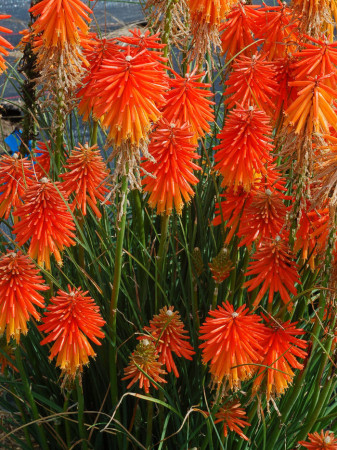 trytoma, trytoma Papaya Popscide, Kniphofia