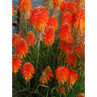 trytoma, trytoma Papaya Popscide, Kniphofia