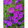 Aster nowobelgijski 'Henry I Purple' | Aster novi-belgii