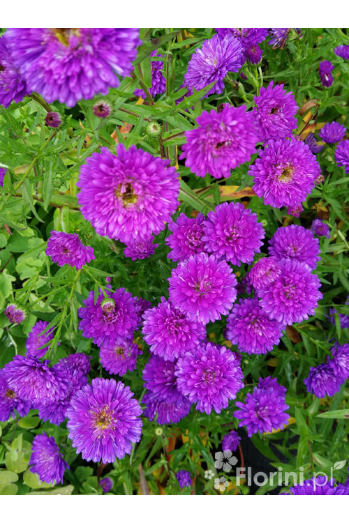 Aster nowobelgijski 'Henry I Purple' | Aster novi-belgii
