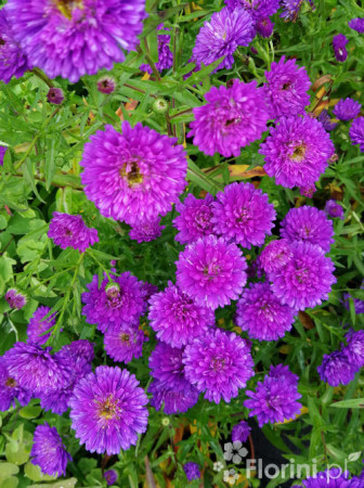 Aster nowobelgijski 'Henry I Purple' | Aster novi-belgii