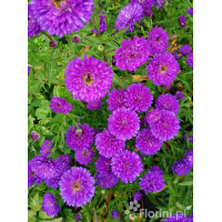 Aster nowobelgijski 'Henry I Purple' | Aster novi-belgii