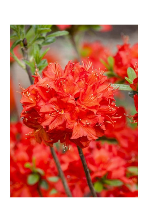 Azalia wielkokwiatowa 'Nabucco' | Rhoddendron