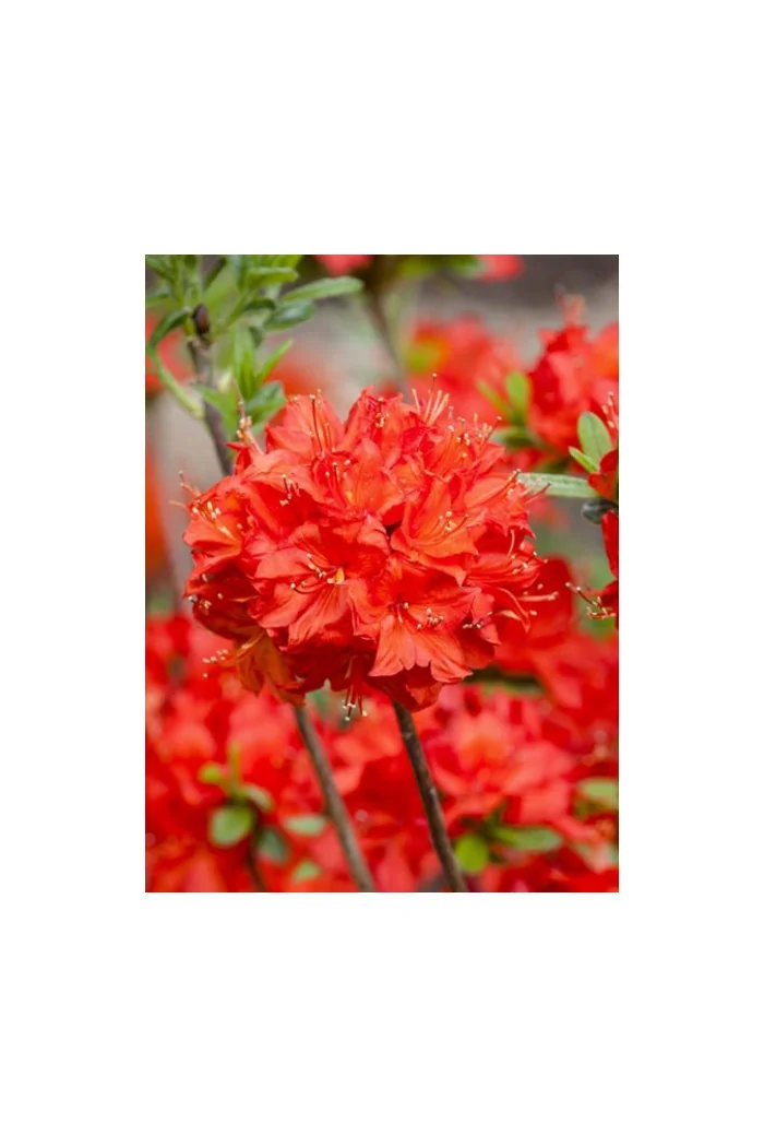 Azalia wielkokwiatowa 'Nabucco' | Rhoddendron