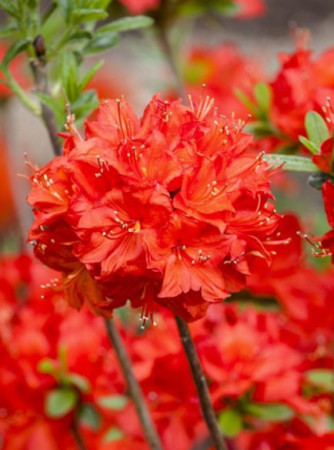 Azalia wielkokwiatowa 'Nabucco' | Rhoddendron