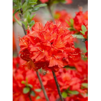 Azalia wielkokwiatowa 'Nabucco' | Rhoddendron