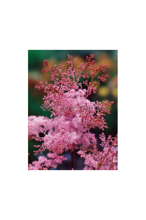 Wiązówka palmowata 'Nana' | Filipendula palmata