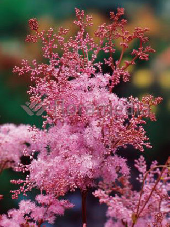 Wiązówka palmowata 'Nana' | Filipendula palmata