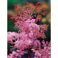 Wiązówka palmowata 'Nana' | Filipendula palmata